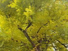 Until you compare this 1,200 year old ginkgo tree to the person standing beside the trunk you don't realize just how huge it is