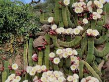 The desert in bloom ( not my garden).
