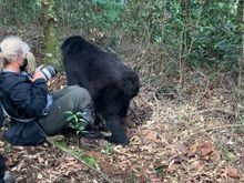 this was me. and the gorilla walking past me.