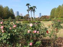 Shinjuku Gyoen