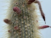 Lanzarote cactus at our hotel