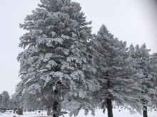 Pine tree near the cemetery that Mrs Z and I will be laid to rest. These trees were planted when I was 15 years old.