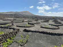 Note windbreaks comprised of lava stones curled into a semi-circle to protect the deeply plated grapes.