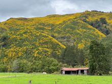 These yellow flowering shrubs are everywhere. Don't know what they are. 