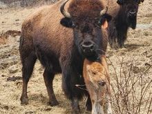 Of you go to Yankee Farmers Market facebook page there is a wonderful brief video of newborn calf trying to stand and mom buffalo giving encouragement.