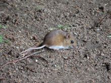 My petite friend who I christened Henrietta.