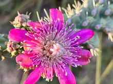 Cactus are blooming now. This one , a cholla, has about 30 buds on it.