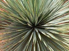 Yucca plant at the Desert Garden