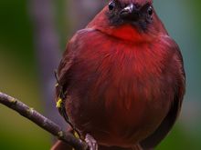 That fellow is puffed up & giving you the message, DCD!