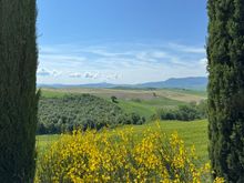 and a lot of these yellow flowers. 