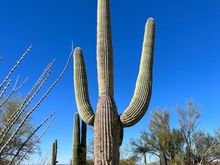 The quissential Saguaro cactus.