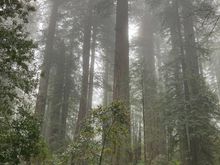 Redwoods in the mist