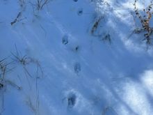 Barb, did you put some kind of cat hex on me? Lots of Bobcat tracks on this mornings hike. I can't get away from cats.