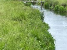 A little lamb traffic jam