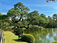 The famed Kenrokuen Gardens. This 600 year old pine tree needs lots of props. I get it, lol!