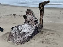 Who left their camel on our beach!