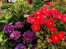 Vibrant flowers in Puerto Varas
