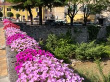 Lots of pink flowers ready for the race 