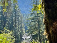Looking through the trees at the river.