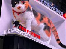 Giant 3D cat billboard which currently provides a public service announcement from the Tokyo Police