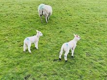 Kate said there were many baby lambs.