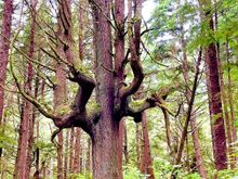 Interesting tree along the way.  The path is really step at the end and involves some muddy steps