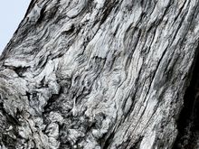 Here is a close up of some log that caught my attention