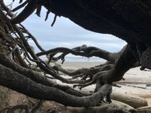 You can go behind the tree and look out at the beach.