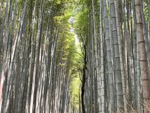Look at all the people at Arashiyama bamboo forest