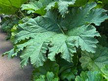 Royal Botanic Garden Lush