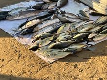 Then they bring them back to the beach and display them. Look closely, you very well may be eating one of these guys for dinner.