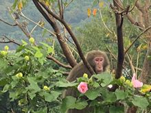 A macaque 