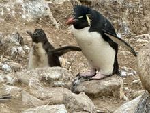 Adult Rockhopper (R) and its chick which has grown considerably 