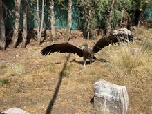 Andean Condor 