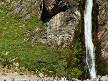 King penguins enjoying the Hercules Bay waterfall 
