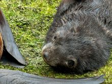 Another cute fur seal pup greets us in Griviknak.
