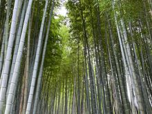 “Secret” bamboo forest at Adashino Nenbutsu-ji