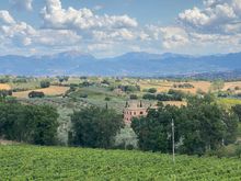 Olive trees, grapevines and mountains in Umbria