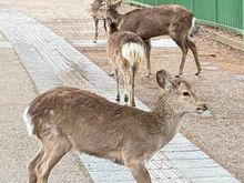 The deer in Nara are so tame