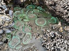 Lots of anemones too