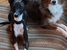 Pippa (Italian greyhound) and Beau (mini Aussie) in our rental AirB&B. I missed them!