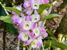 From the Missouri botanical gardens, orchids show