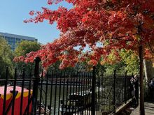 A touch of fall in Little Venice