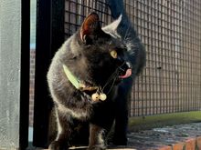 The route first takes us through a housing development, where we met this friendly resident (who looks a lot like one of our own)