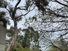 Koala at 10 o’clock (or left on photo) 