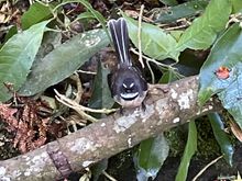 Very friendly fantail