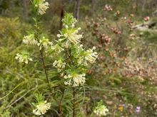 Spring native flowers 