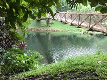 A scene in the forest section of the park.