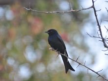 Fork-tailed Drongo