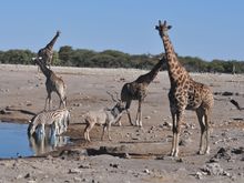A magnificent antelope also often referred to as the crazy kudu often tries to outrun the vehicle as you drive past.